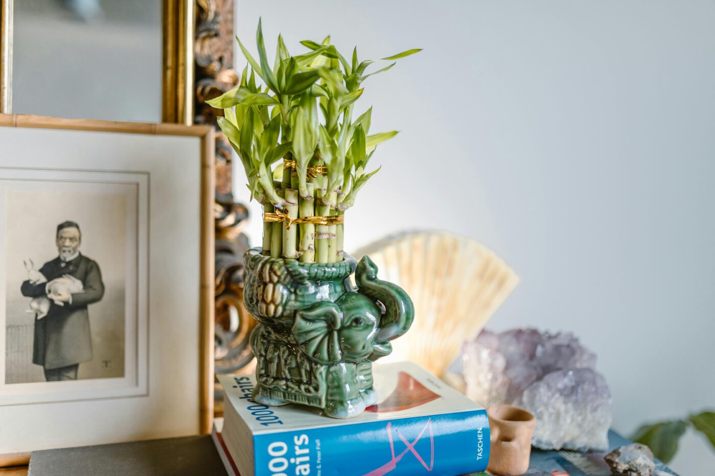 Lucky bamboo in olifantenpot als Feng Shui symbool voor groei, balans en bescherming