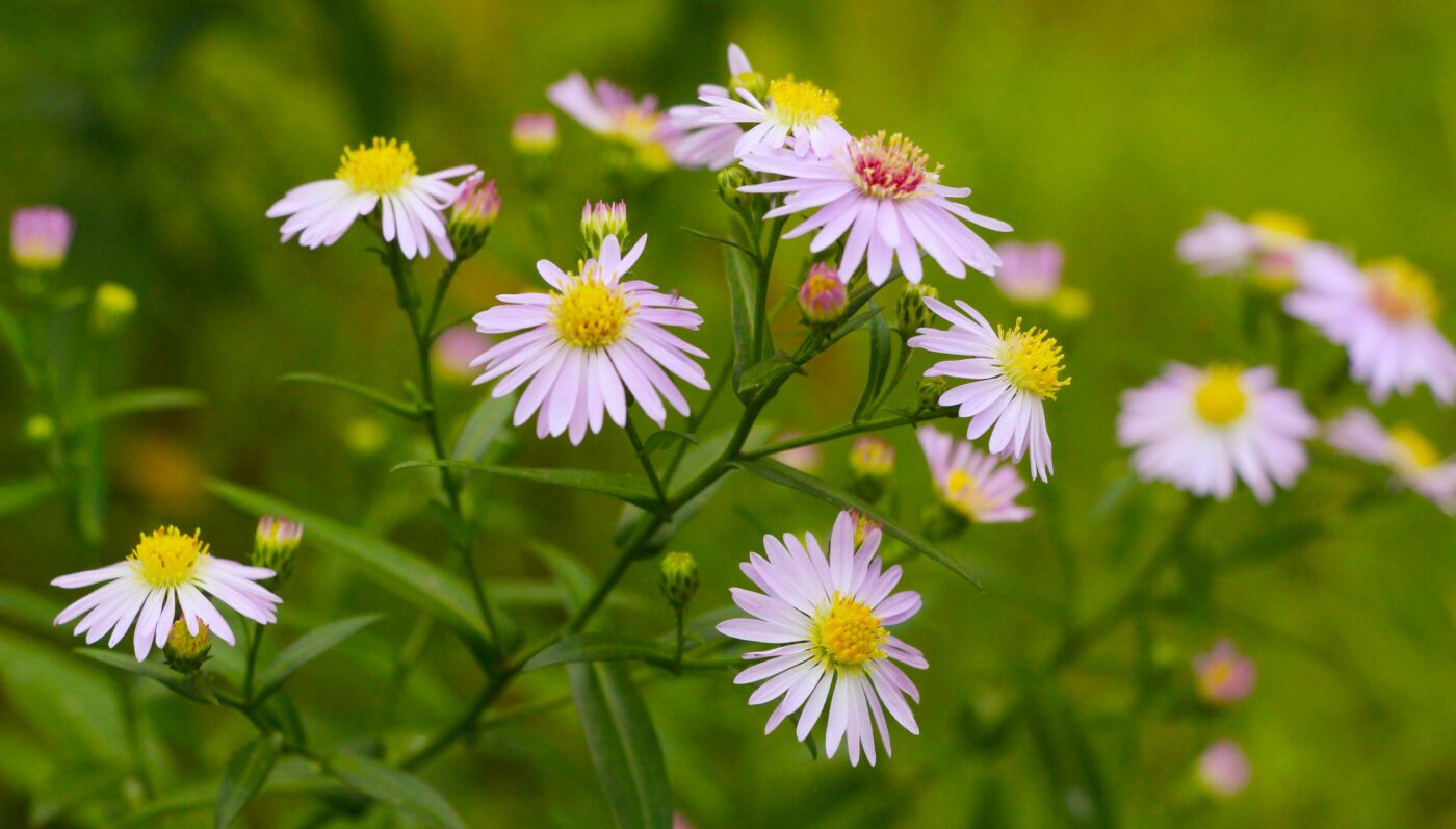 Aster bloemen in lichtpaars met gele kern in een groene natuurlijke omgeving