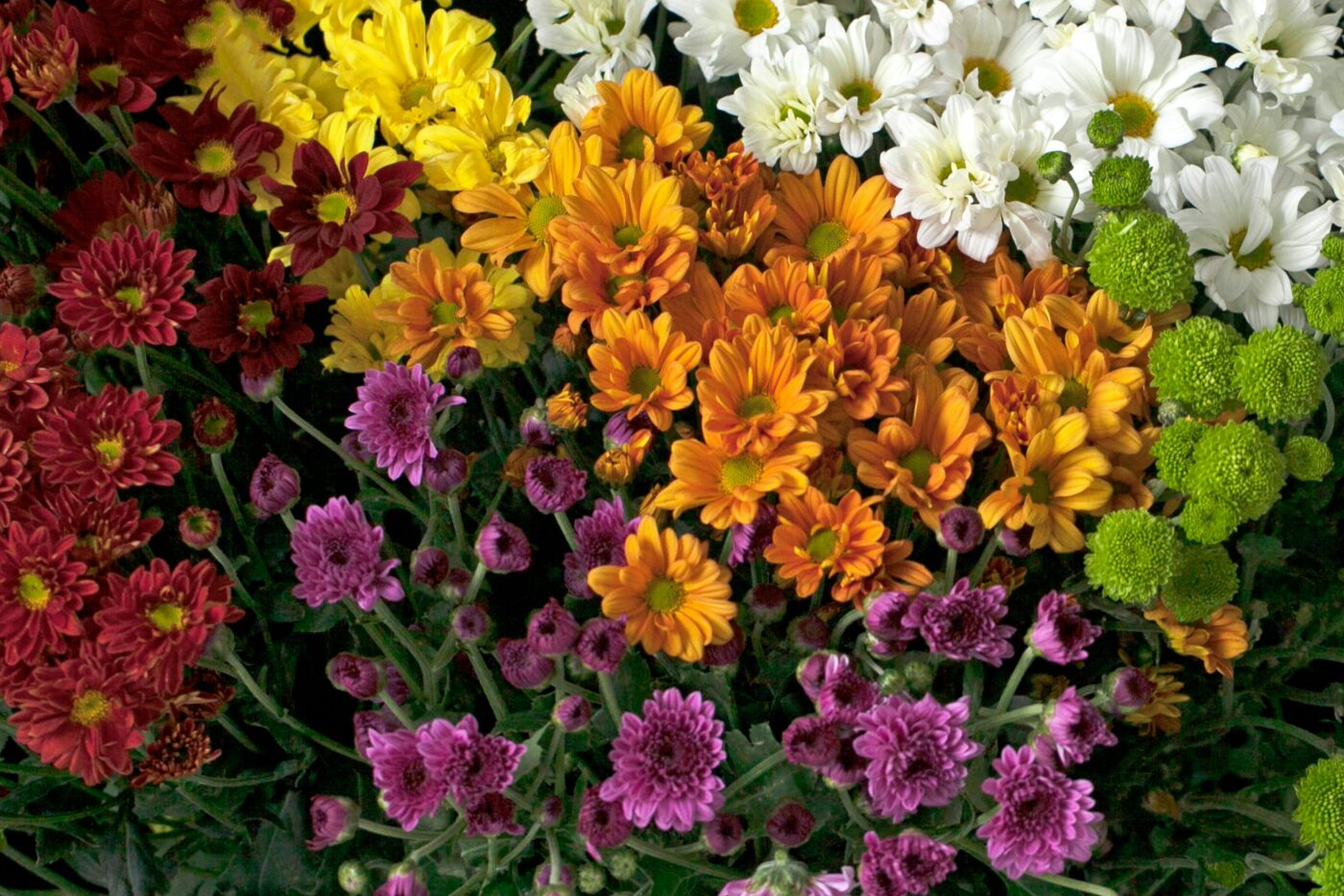 Kleurrijke chrysanten in rood, geel, wit, oranje en paars als geboortebloem van november