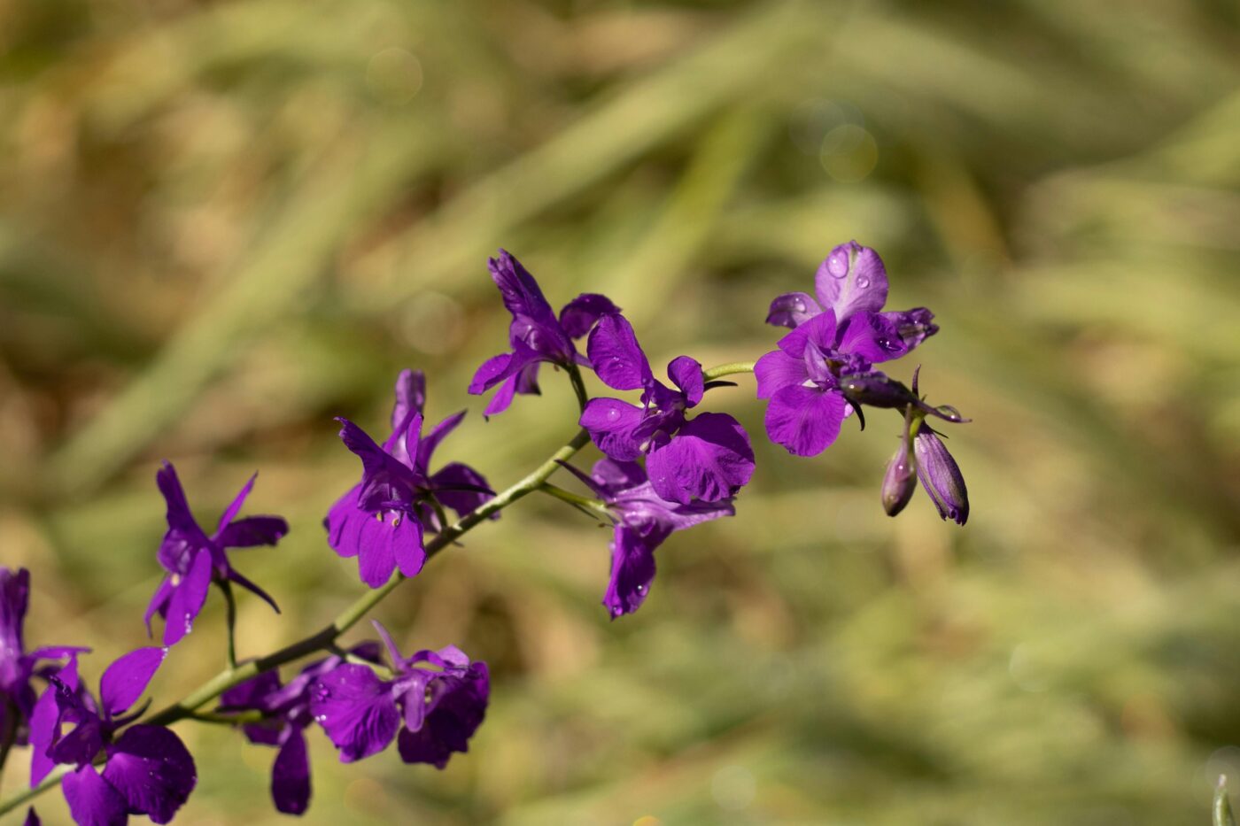 Ridderspoor bloem (Delphinium) in bloei met blauwe en paarse tinten – geboortebloem juli