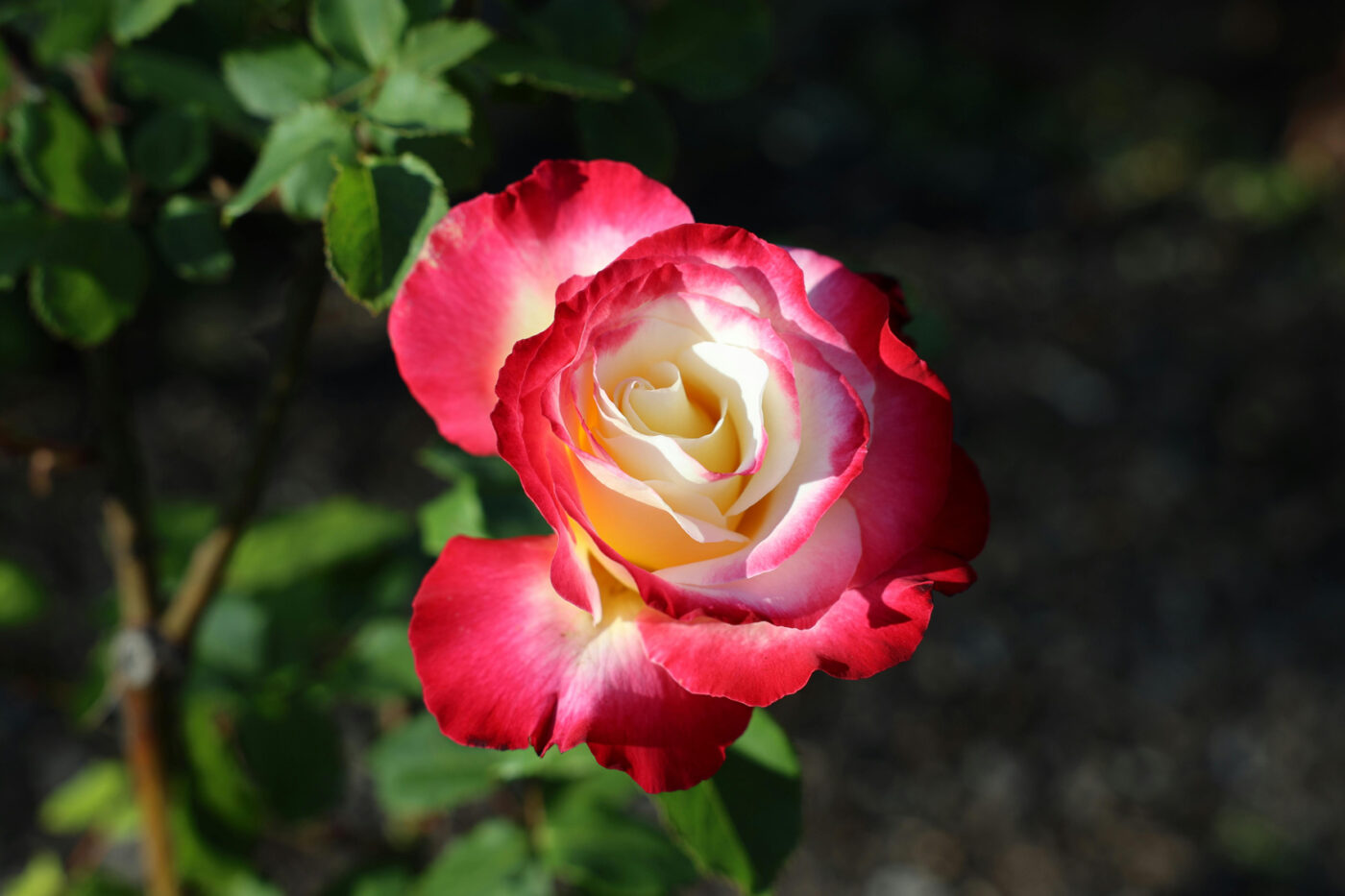 Rode en witte roos close-up met groene bladeren in natuurlijke tuin