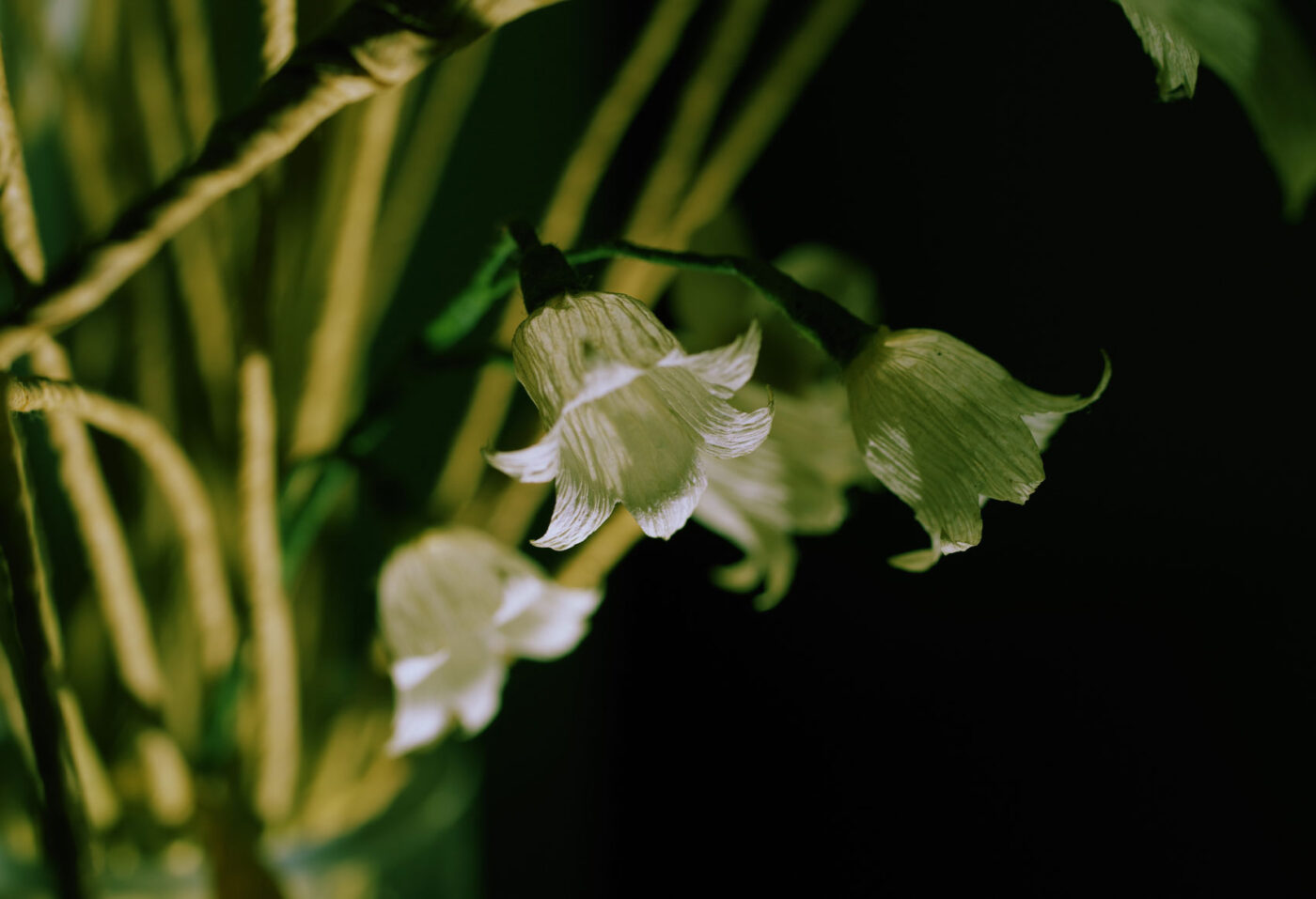 Lelietje-van-dalen met witte klokvormige bloemen in groene natuur achtergrond