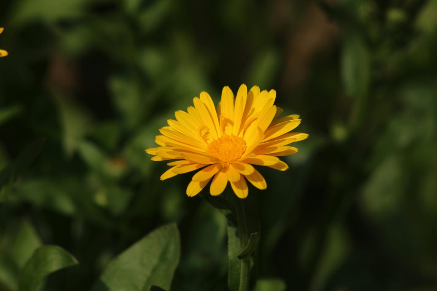 Gele goudsbloem calendula close-up in zonlicht met groene achtergrond