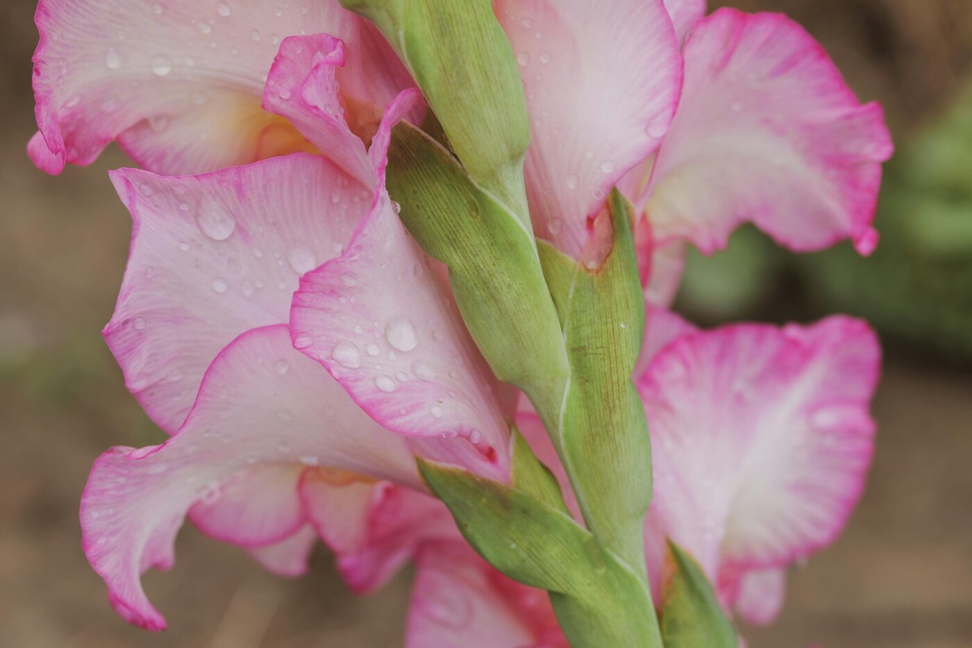 Roze gladiolus bloem in close-up met waterdruppels op de bloemblaadjes