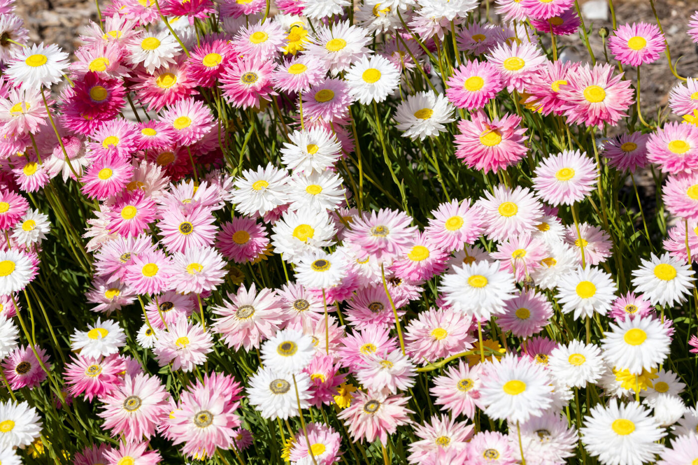 Roze en witte madeliefachtige bloemen met gele kern in bloei in een tuin
