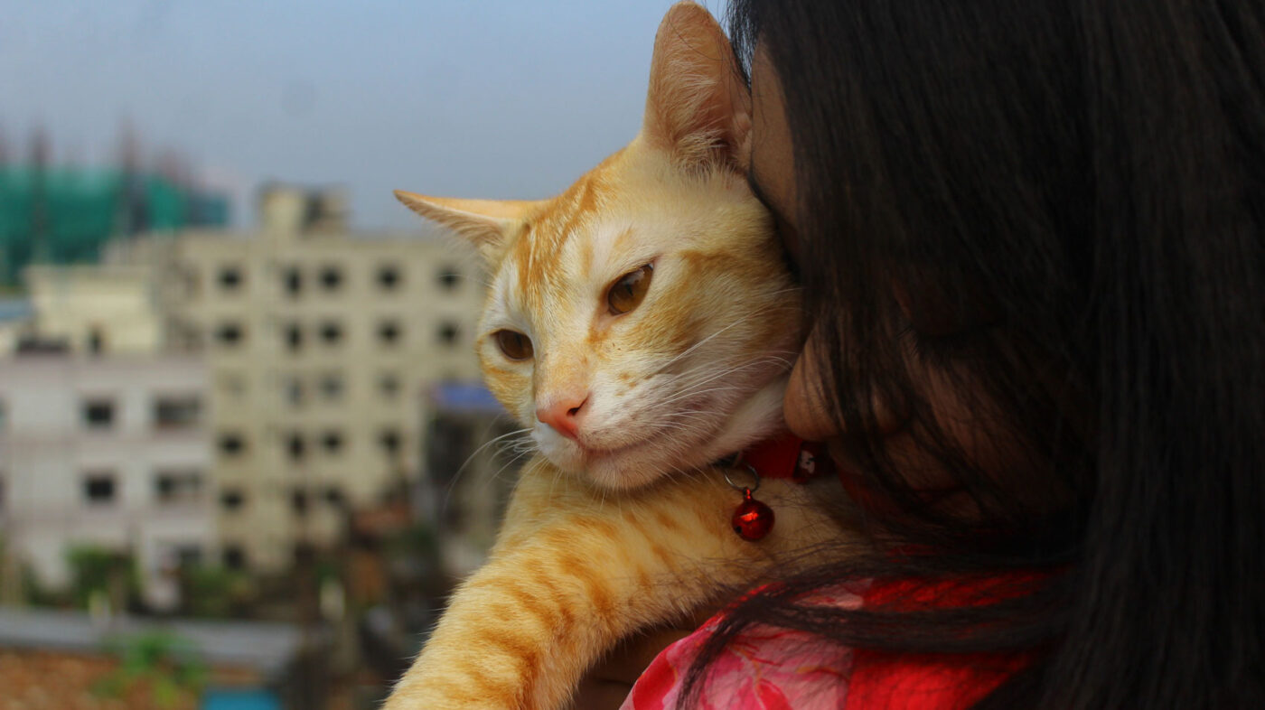 Persoon houdt een rood-witte kat met een rode halsband dicht tegen zich aan